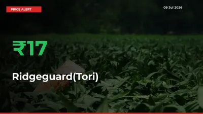 Ridgeguard(Tori) Rises 17.41% at Mandis
