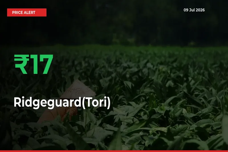 Ridgeguard(Tori) Rises 17.41% at Mandis