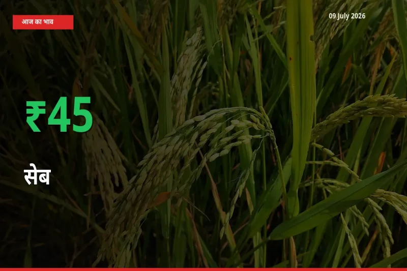 आज का मंडी भाव: सेब के दाम मंडी में 44.99% ऊपर