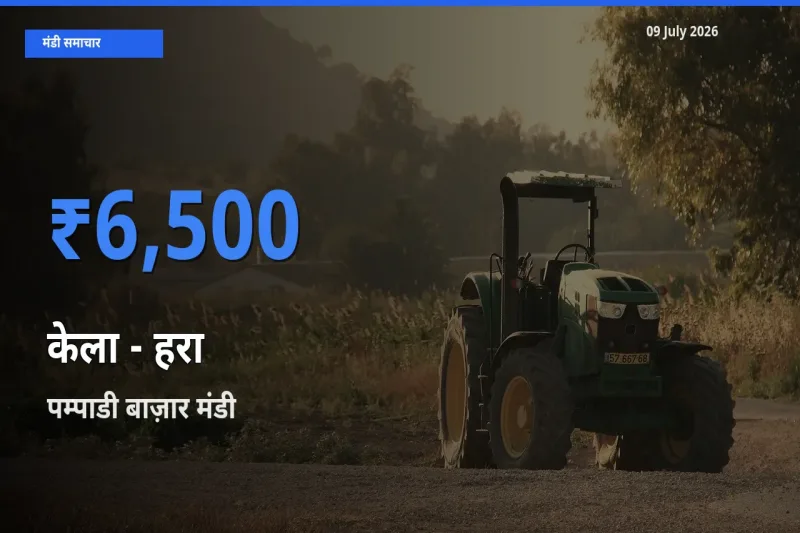 पम्पाडी बाज़ार मंडी में केला - हरा ₹6,500 पर पहुँचा – आज का सर्वोच्च भाव