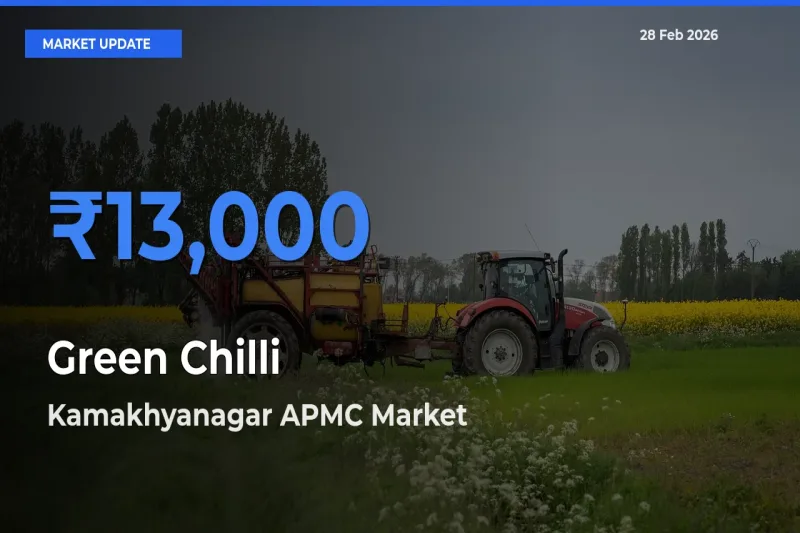 Kamakhyanagar APMC Offers ₹13,000 – Highest Green Chilli Rate Today