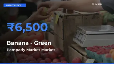 Pampady Market Offers ₹6,500 – Highest Banana - Green Rate Today