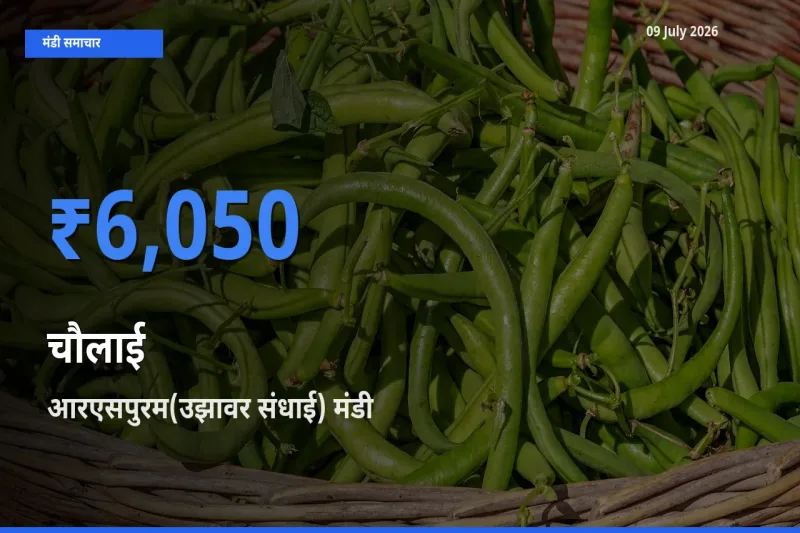 टॉप मंडी बना आरएसपुरम(उझावर संधाई)! चौलाई के सबसे ऊँचे दाम यहीं दर्ज