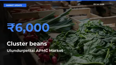 Ulundurpettai APMC Records Highest ₹6,000 Rate for Cluster beans