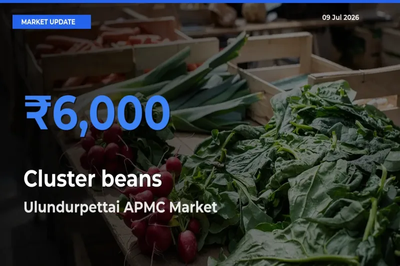 Ulundurpettai APMC Records Highest ₹6,000 Rate for Cluster beans