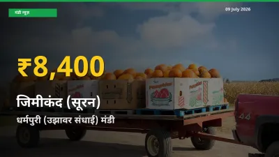 धर्मपुरी (उझावर संधाई) में जिमीकंद (सूरन) ₹8,400 पर पहुँचा – अब तक का उच्चतम भाव