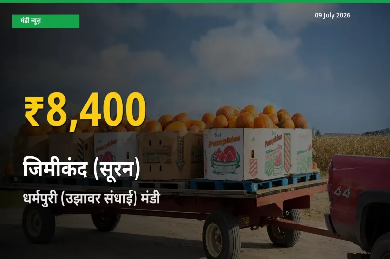 धर्मपुरी (उझावर संधाई) में जिमीकंद (सूरन) ₹8,400 पर पहुँचा – अब तक का उच्चतम भाव