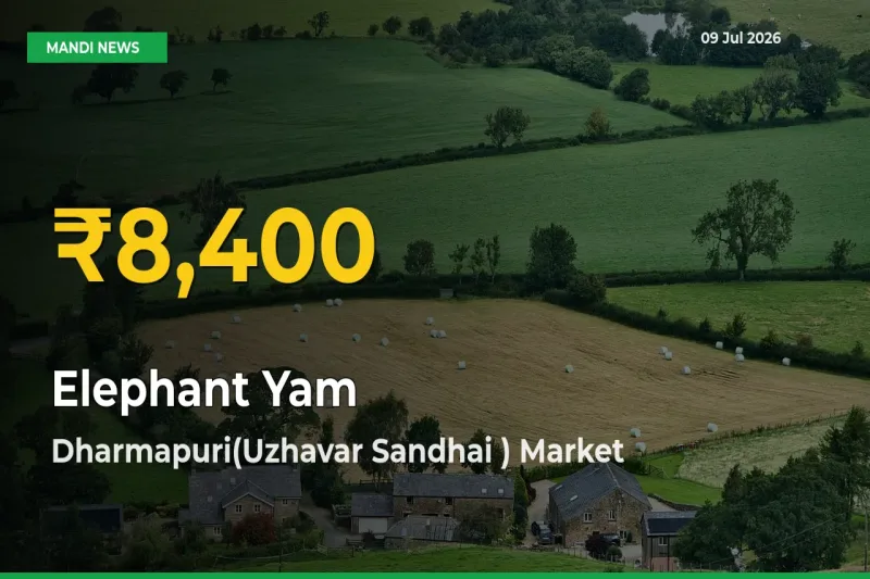 Elephant Yam Price Hits New High in Dharmapuri(Uzhavar Sandhai ) Today – Check Latest Mandi Rates