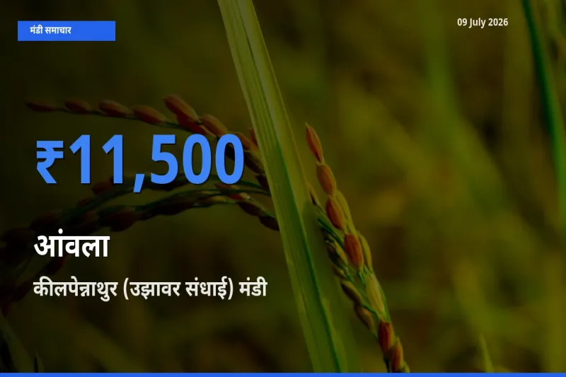 बाज़ार संकेत: कीलपेन्नाथुर (उझावर संधाई) बना आंवला के लिए आज की टॉप मंडी