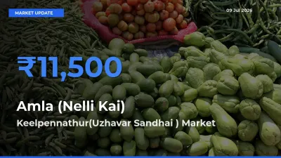 Keelpennathur(Uzhavar Sandhai ) Leads as Top Mandi for Amla (Nelli Kai) Prices