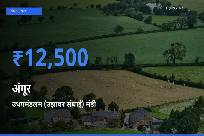 उधगमंडलम (उझावर संधाई) मंडी में आज अंगूर के सबसे ऊँचे दाम दर्ज