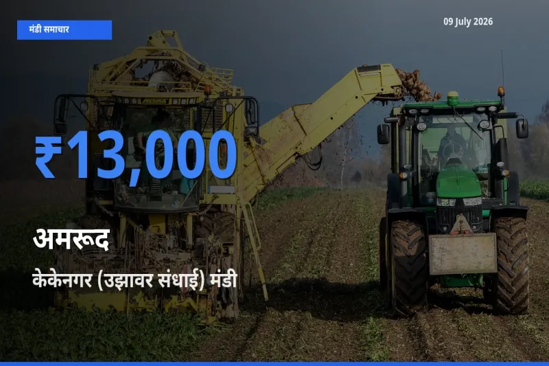 टॉप मंडी बना केकेनगर (उझावर संधाई)! अमरूद के सबसे ऊँचे दाम यहीं दर्ज