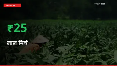 बाज़ार संकेत: लाल मिर्च के भाव मंडी में 25.44% ऊपर