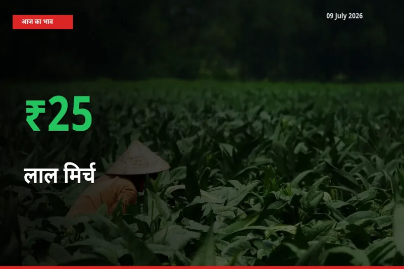 बाज़ार संकेत: लाल मिर्च के भाव मंडी में 25.44% ऊपर