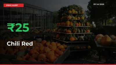 Chili Red Prices Rise 25.44% in a Day at Major Mandis