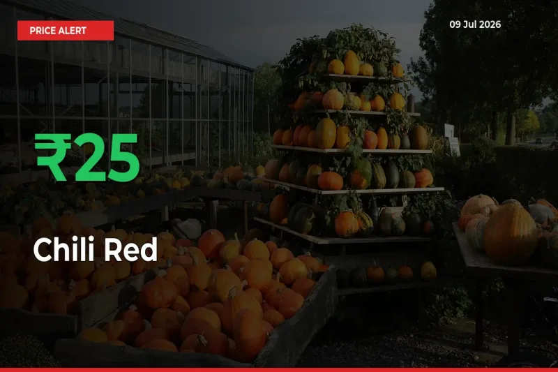 Chili Red Prices Rise 25.44% in a Day at Major Mandis