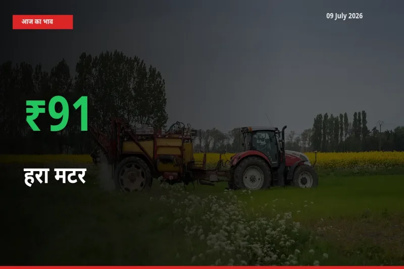 स्थानीय मंडी में हरा मटर के दाम अचानक 91.44% उछले, किसान सतर्क