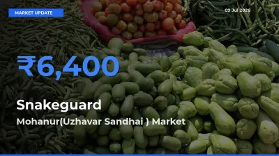 Mohanur(Uzhavar Sandhai ) Tops Snakeguard Mandi Rates Today