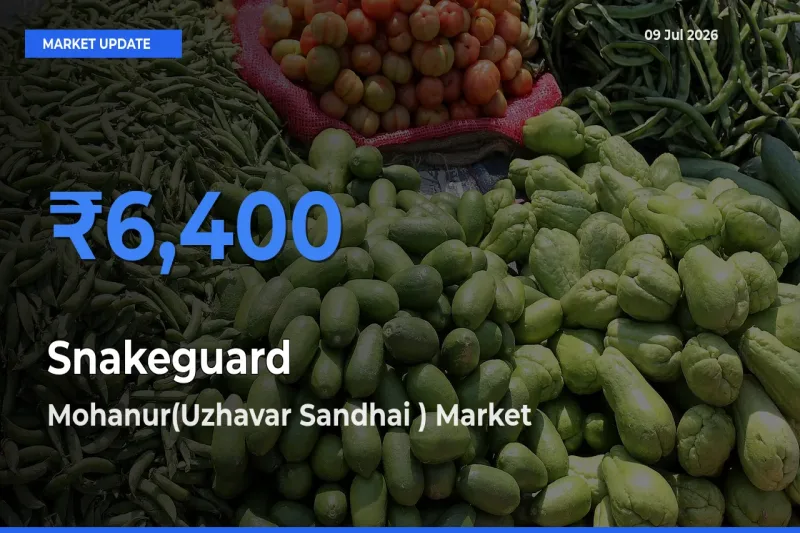 Mohanur(Uzhavar Sandhai ) Tops Snakeguard Mandi Rates Today