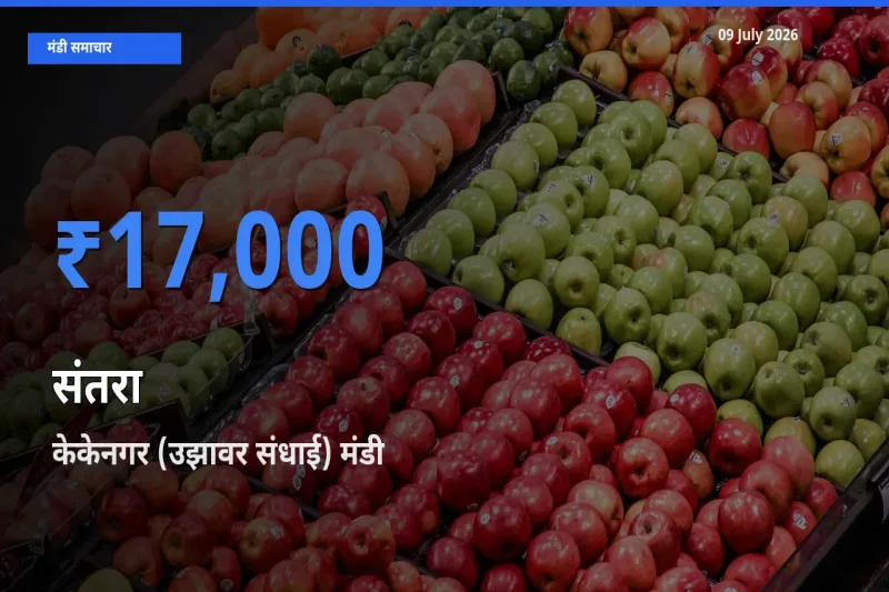 आज संतरा के सबसे ऊँचे दाम ₹17,000 केकेनगर (उझावर संधाई) मंडी में