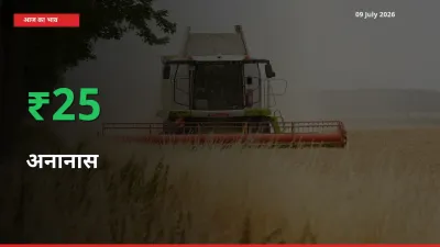 अनानास के दाम प्रमुख मंडी में 25.18% बढ़े, 24 घंटे में बड़ा बदलाव
