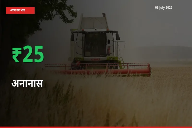 अनानास के दाम प्रमुख मंडी में 25.18% बढ़े, 24 घंटे में बड़ा बदलाव
