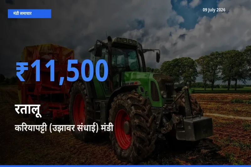 करियापट्टी (उझावर संधाई) मंडी में रतालू ₹11,500 पर पहुँचा – आज का सर्वोच्च भाव