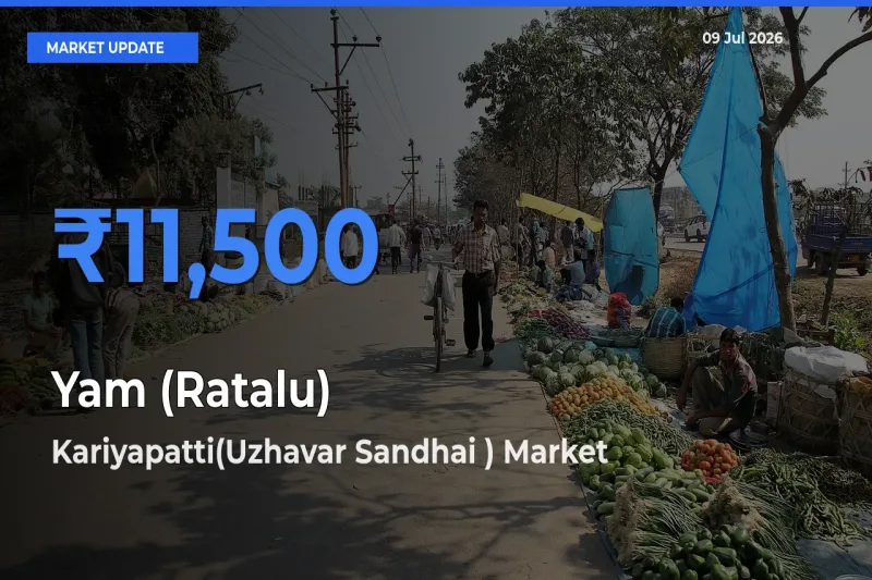 Top Performer! Kariyapatti(Uzhavar Sandhai ) Offers Best Yam (Ratalu) Price Today