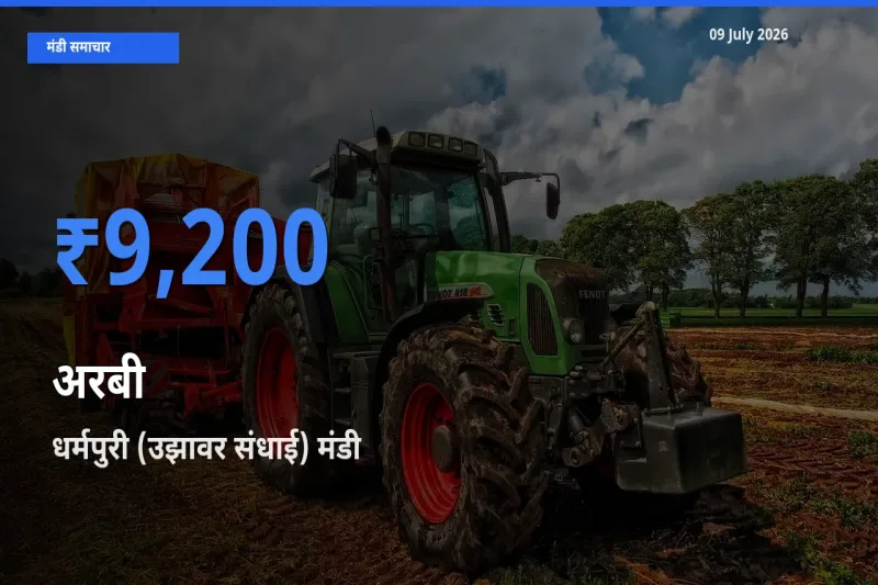 बाज़ार संकेत: धर्मपुरी (उझावर संधाई) बना अरबी के लिए आज की टॉप मंडी