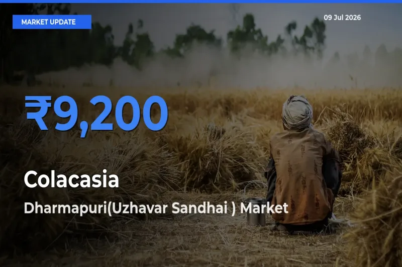 Top Performer! Dharmapuri(Uzhavar Sandhai ) Offers Best Colacasia Price Today