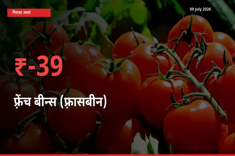 आज का मंडी भाव: फ़्रेंच बीन्स (फ़्रासबीन) के दाम मंडी में 39.17% नीचे