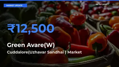 Top Performer! Cuddalore(Uzhavar Sandhai ) Offers Best Green Avare(W) Price Today