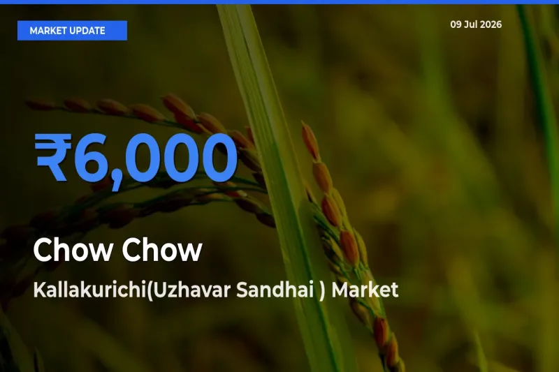 Top Performer! Kallakurichi(Uzhavar Sandhai ) Offers Best Chow Chow Price Today