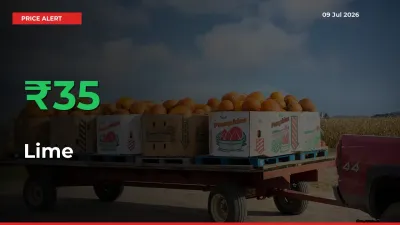 Lime Prices Rise 34.86% in a Day at Major Mandis