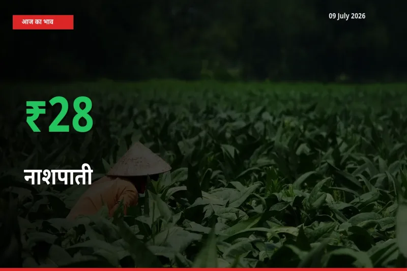 नाशपाती के दाम प्रमुख मंडी में 28.32% बढ़े, 24 घंटे में बड़ा बदलाव