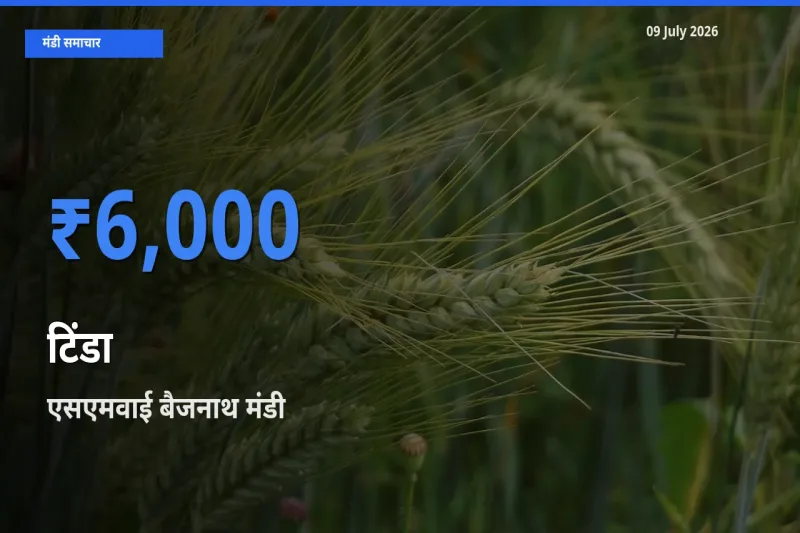 आज टिंडा के सबसे ज़्यादा दाम एसएमवाई बैजनाथ मंडी में दर्ज