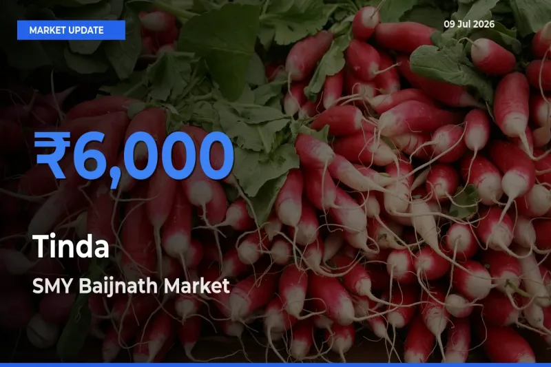 SMY Baijnath Leads as Top Mandi for Tinda Prices