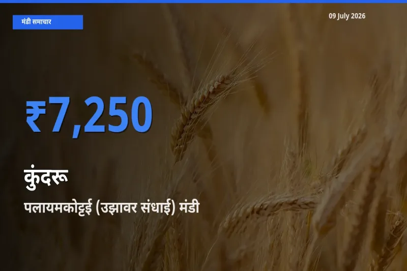 आज कुंदरू के सबसे ज़्यादा दाम पलायमकोट्टई (उझावर संधाई) मंडी में दर्ज