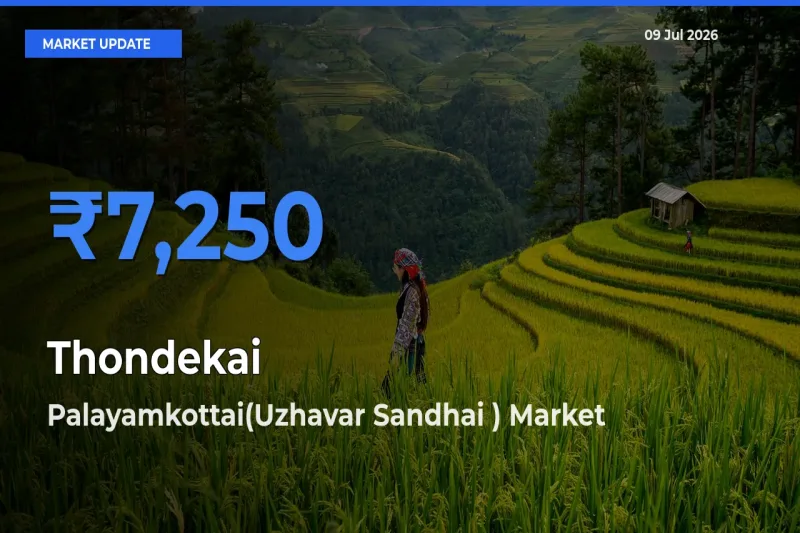 Market Watch: Palayamkottai(Uzhavar Sandhai ) Becomes Top Mandi for Thondekai