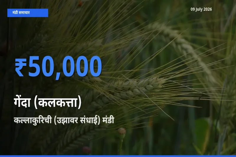 टॉप मंडी बना कल्लाकुरिची (उझावर संधाई)! गेंदा (कलकत्ता) के सबसे ऊँचे दाम यहीं दर्ज