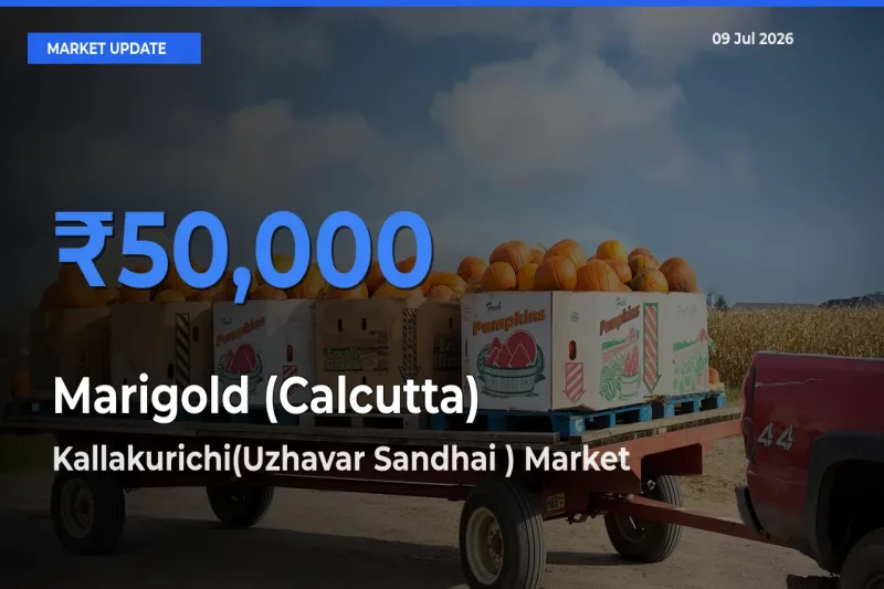 Farmers Prefer Kallakurichi(Uzhavar Sandhai ) as Marigold (Calcutta) Hits Highest Rate