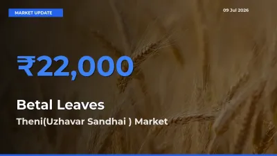 Top Performer! Theni(Uzhavar Sandhai ) Offers Best Betal Leaves Price Today