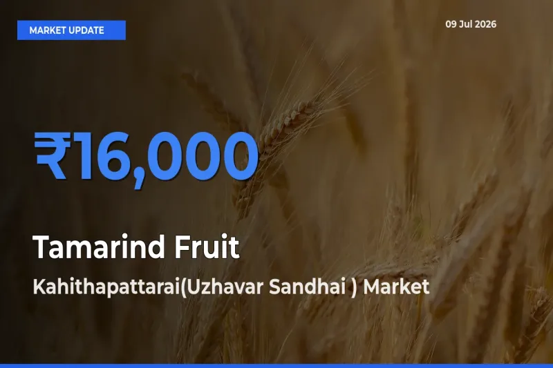 Kahithapattarai(Uzhavar Sandhai ) Offers ₹16,000 – Highest Tamarind Fruit Rate Today