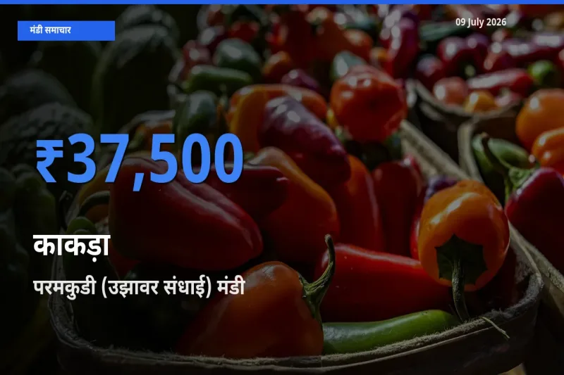 आज काकड़ा के सबसे ऊँचे दाम ₹37,500 परमकुडी (उझावर संधाई) मंडी में