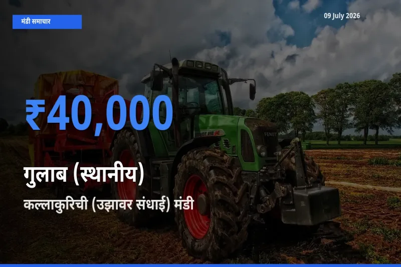 बाज़ार संकेत: कल्लाकुरिची (उझावर संधाई) बना गुलाब (स्थानीय) के लिए आज की टॉप मंडी