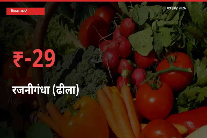अचानक झटका! मंडी में रजनीगंधा (ढीला) के दाम 29.44% टूटे