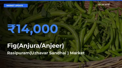 Rasipuram(Uzhavar Sandhai ) Tops Fig(Anjura/Anjeer) Mandi Rates Today