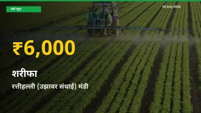 रत्तीहल्ली (उझावर संधाई) में शरीफा ₹6,000 पर पहुँचा – अब तक का उच्चतम भाव