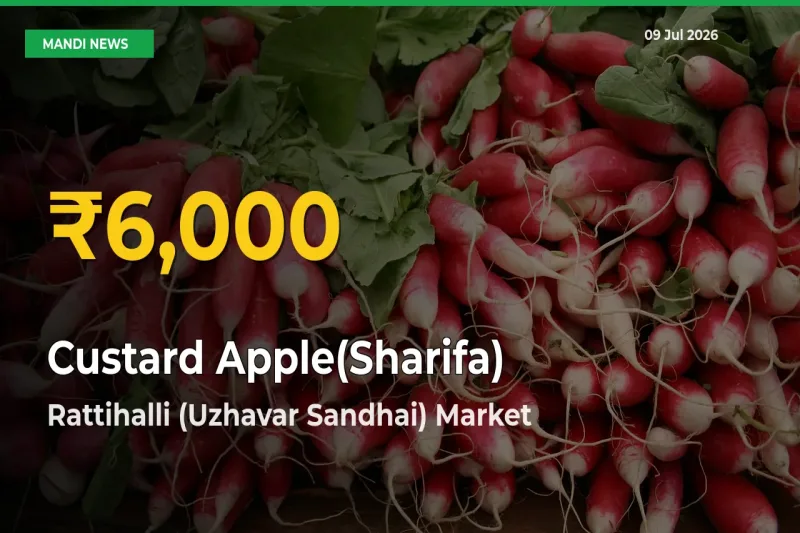 Big Jump in Custard Apple(Sharifa) Prices! Rattihalli (Uzhavar Sandhai) Records New Peak Today