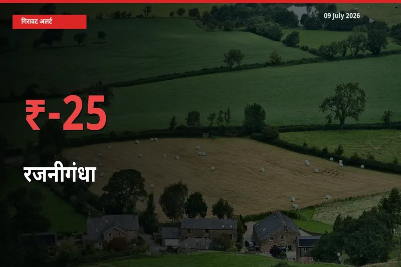 बाज़ार संकेत: रजनीगंधा के भाव मंडी में 25% नीचे